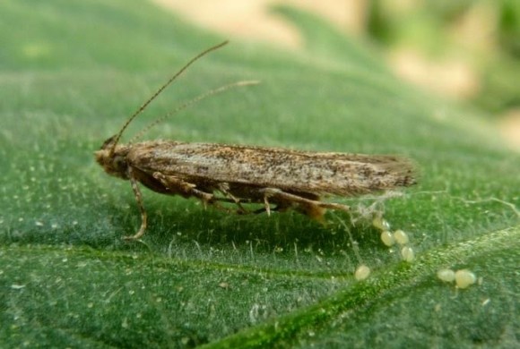 H Tuta Absoluta στη… Βουλή