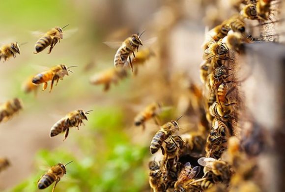 Κινδυνεύουν οι Μέλισσες – Χημικός τρόμος τις απειλεί από τη χρήση φυτοφαρμάκων
