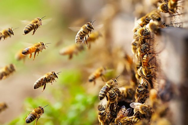 Κινδυνεύουν οι Μέλισσες – Χημικός τρόμος τις απειλεί από τη χρήση φυτοφαρμάκων